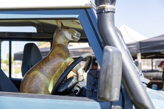 photo stuffed kangaroo driving